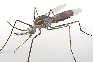 Mosquito Insect Rigged