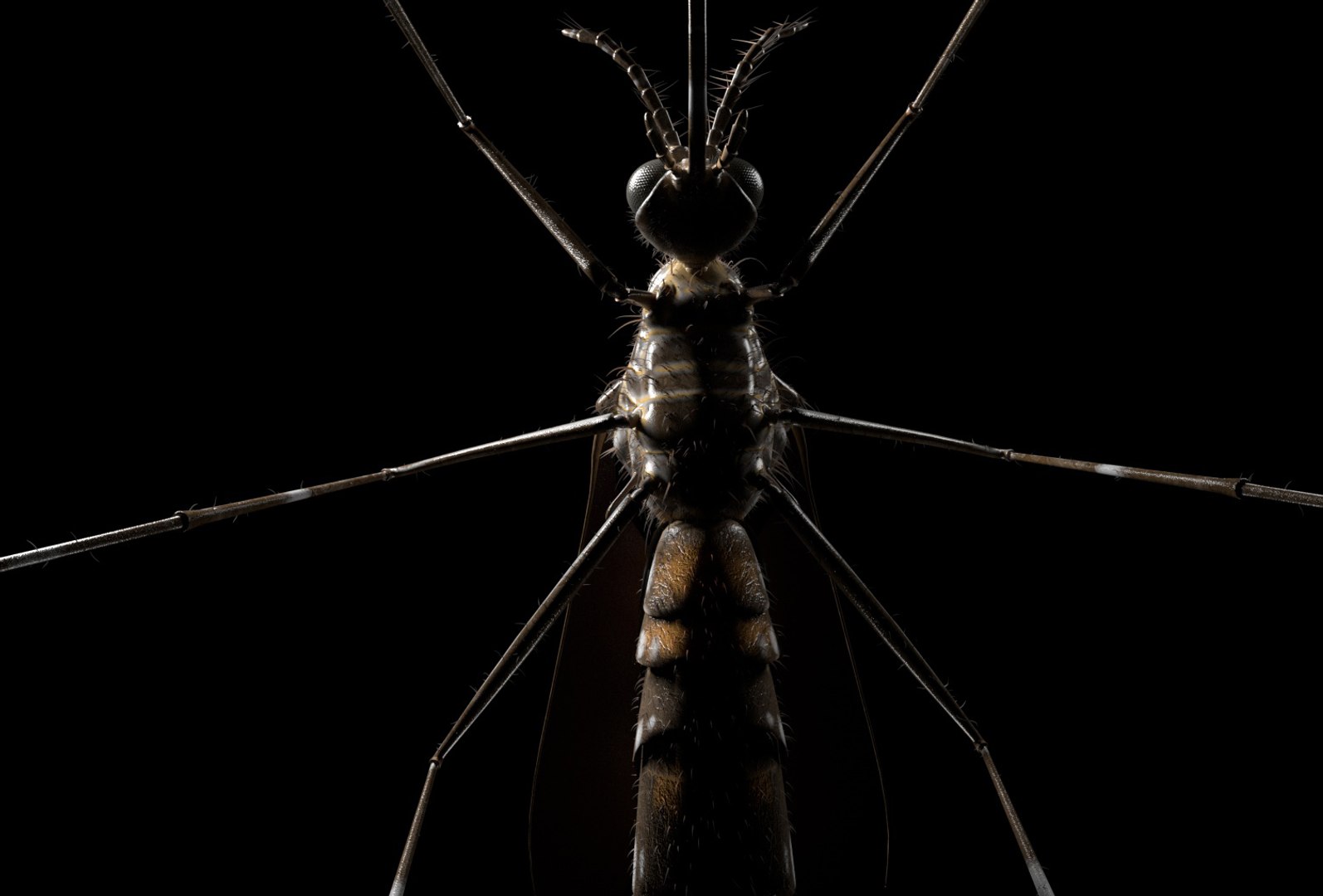 rigged 3D model https://p.turbosquid.com/ts-thumb/oz/MeWQnb/nZqU6pvq/mosquito9/jpg/1586190595/1920x1080/fit_q87/eaefc16ea82890845b72cc827f120aa8a907f501/mosquito9.jpg