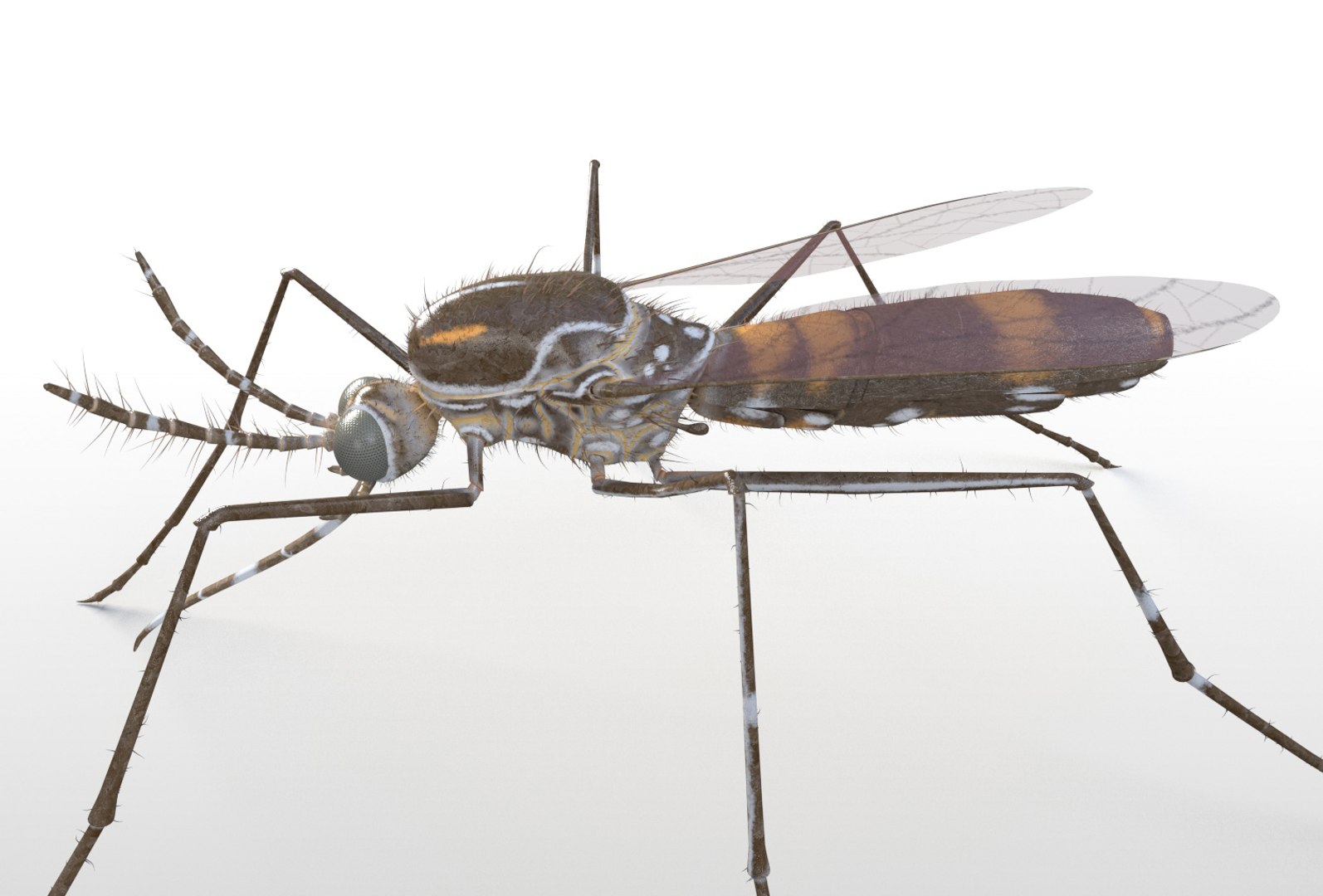 rigged 3D model https://p.turbosquid.com/ts-thumb/oz/MeWQnb/onUEwxlb/mosquito4/jpg/1586190595/1920x1080/fit_q87/47b368aaae385117a8b94a09ce502a4e2cfcc338/mosquito4.jpg