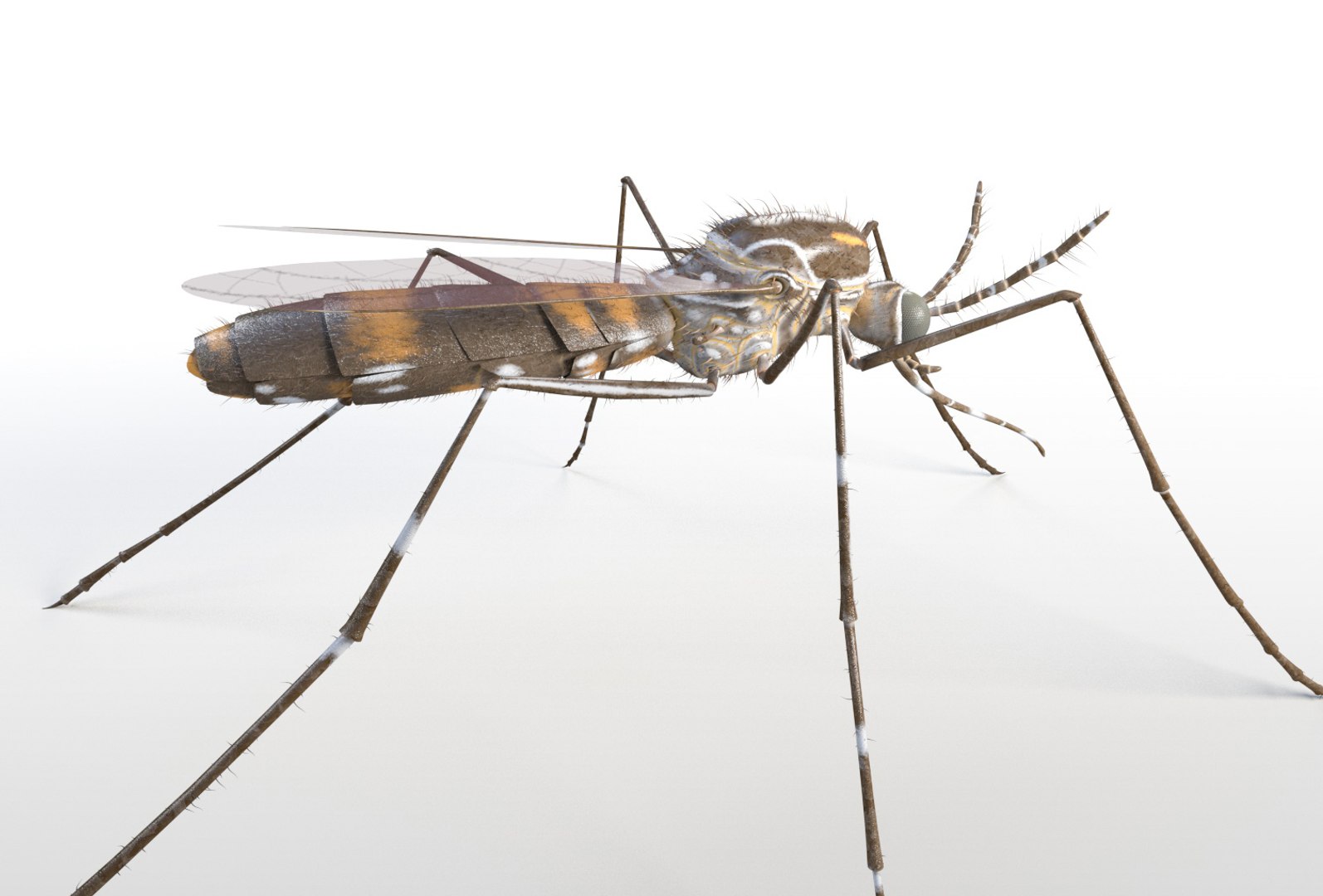 rigged 3D model https://p.turbosquid.com/ts-thumb/oz/MeWQnb/vbFCzfJp/mosquito6/jpg/1586190595/1920x1080/fit_q87/7b2500da7c97522c8e0db634ab3eaeeaad538c88/mosquito6.jpg