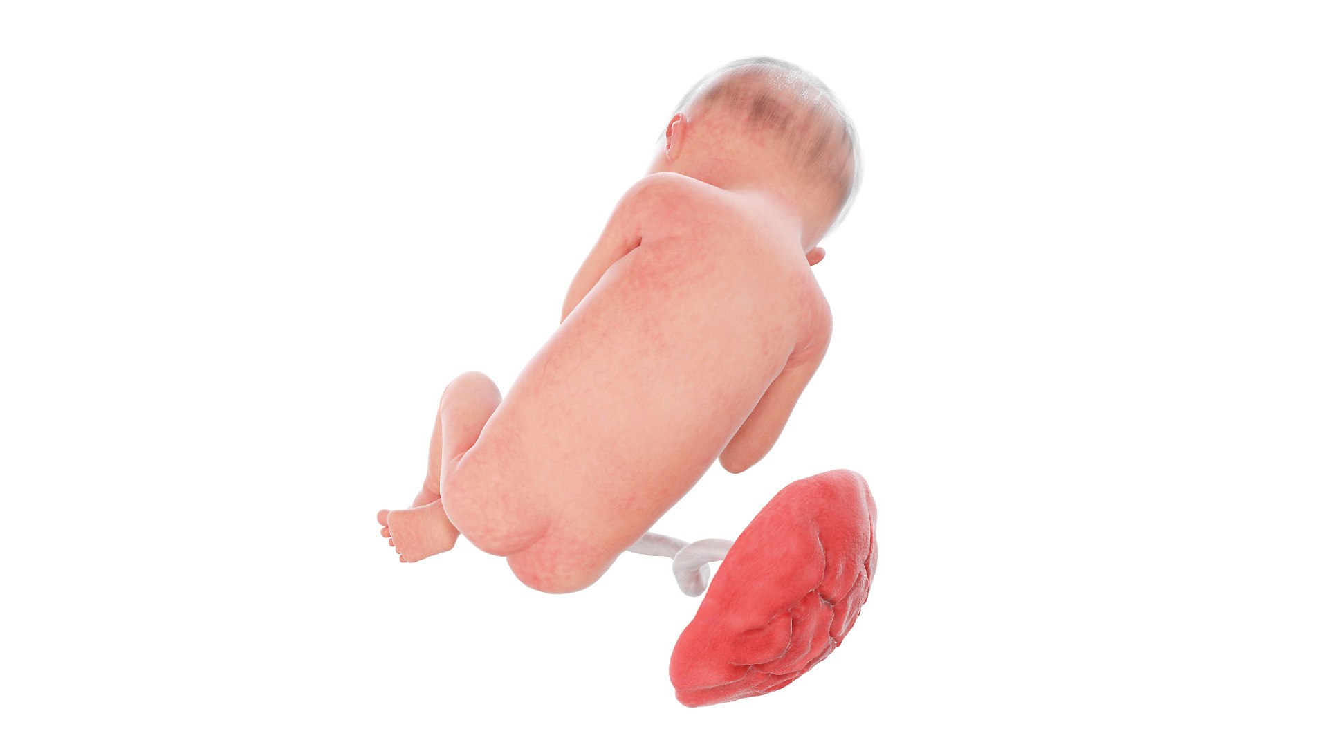 3D Fetus Week 24 Animated https://p.turbosquid.com/ts-thumb/oz/Myct3A/3a/fetus_week24f0003/jpg/1634807842/1920x1080/fit_q87/0d153f6d2eb904b06c6ef2f491f86c6b9b962c9d/fetus_week24f0003.jpg