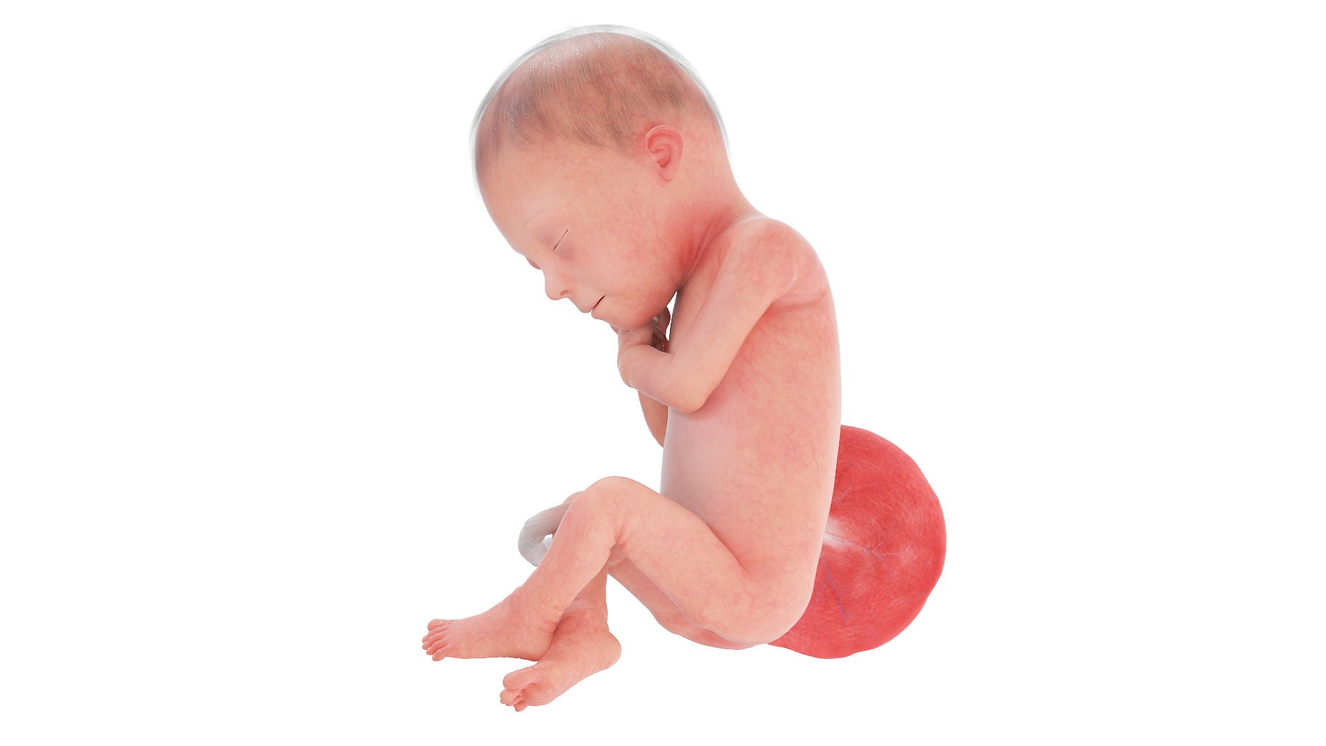 3D Fetus Week 24 Animated https://p.turbosquid.com/ts-thumb/oz/Myct3A/Lf/fetus_week24f0002/jpg/1634807842/1920x1080/fit_q87/df822f39dee98b1098bf756d065161d9bfc61f8a/fetus_week24f0002.jpg