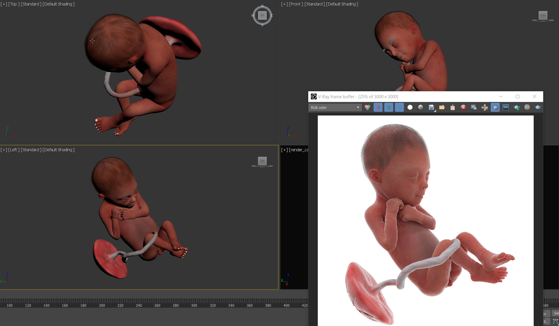 3D Fetus Week 24 Animated - TurboSquid 1855353