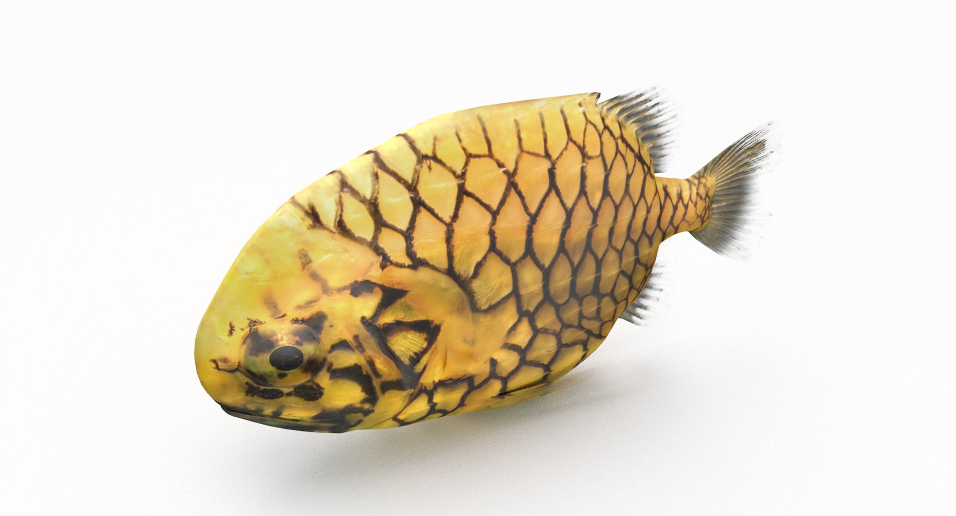 Pineapple Fish Model - TurboSquid 1330288