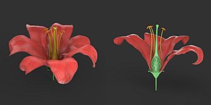 flower cros ssection 3D model