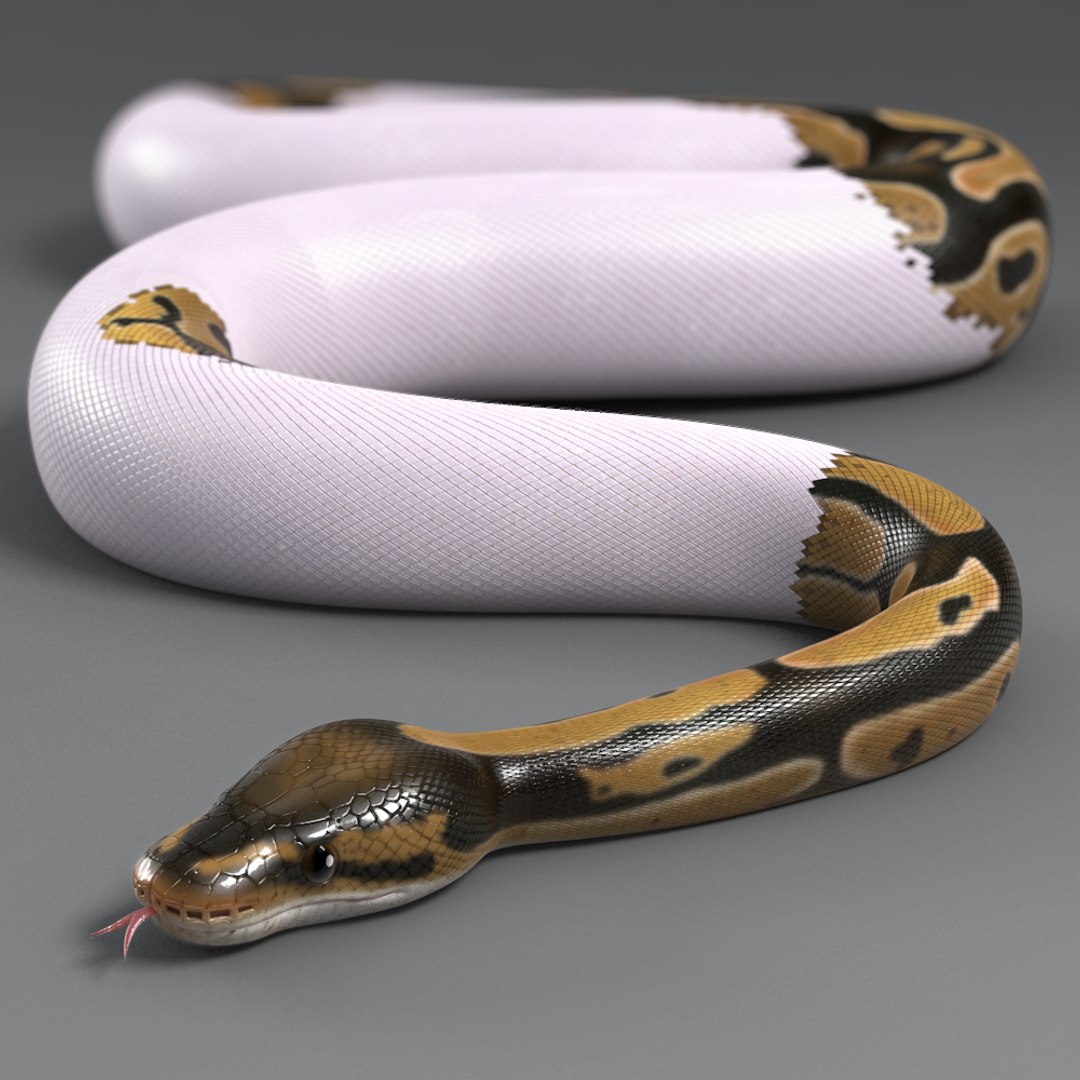 Pied Ball Python