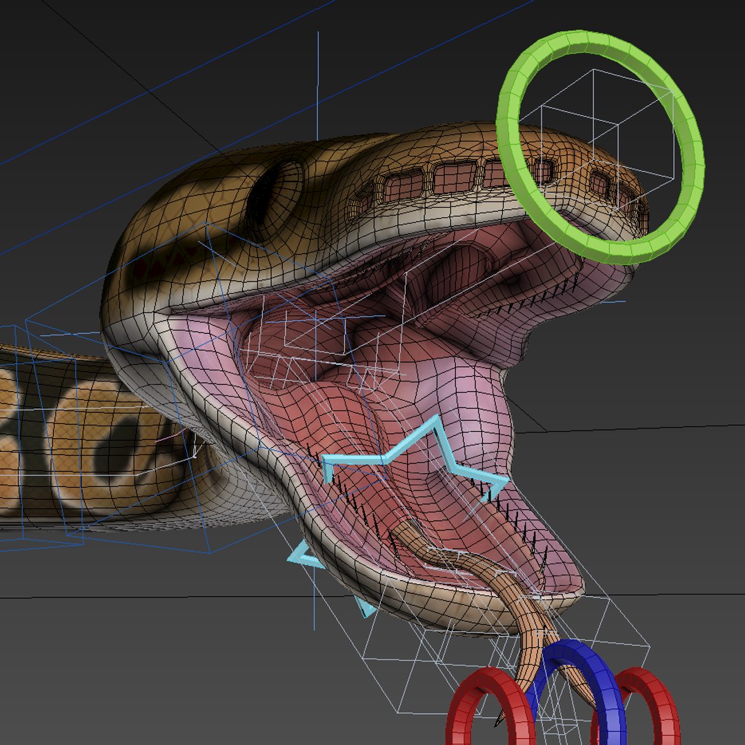 Pied Ball Python 3d Model