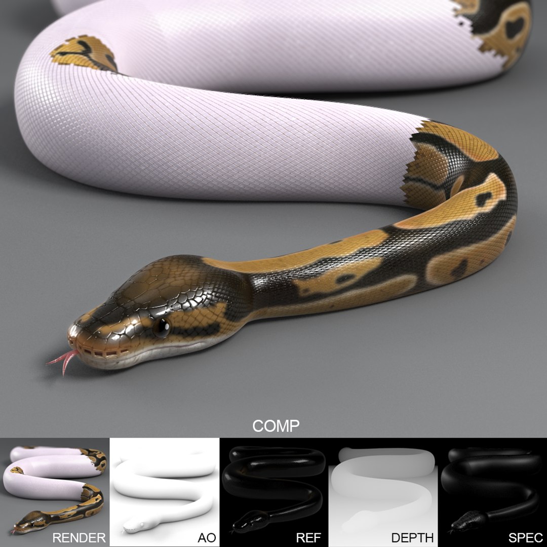 Pied Ball Python 3d Model