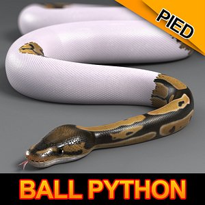 pied ball python 3d model