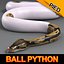 Ball Python (Pied)