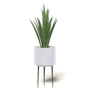 3D aloe white pot