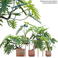 Philodendron bipinnatifidum - Philodendron selloum Split