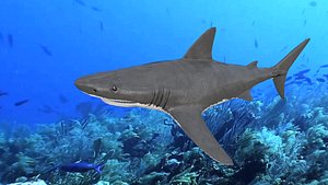white shark 3D model