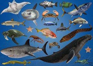 Ocean and River Fish Collection - Game Ready