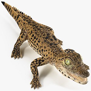 Baby Crocodile Dark Color 3D model