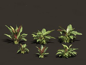 Calathea insignis - Rattlesnake Plant