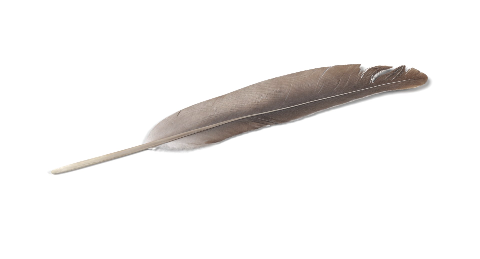 feather 3D https://p.turbosquid.com/ts-thumb/p0/OlnoJO/6ldIOHLI/featherh/png/1499180140/1920x1080/fit_q87/020e030ff668e523114bd58defe3b28906381c2a/featherh.jpg