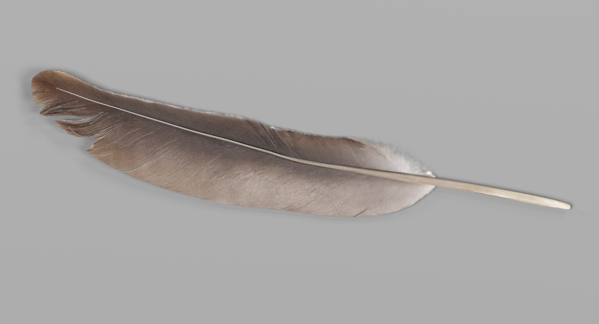 feather 3D https://p.turbosquid.com/ts-thumb/p0/OlnoJO/CGAipwQU/featherd/png/1499180139/1920x1080/fit_q87/4b49fa11a5bfe77d293a114eefab508ccf0f685e/featherd.jpg