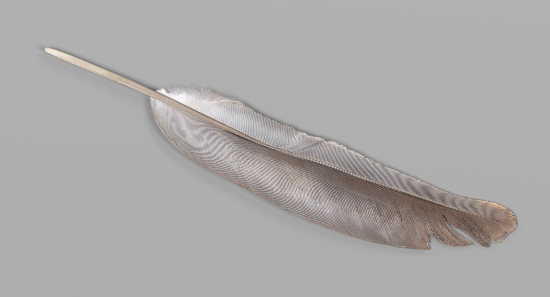 feather 3D https://p.turbosquid.com/ts-thumb/p0/OlnoJO/HtDMRl2K/featherf/png/1499180140/1920x1080/fit_q87/07a2919ae65e92115fe338b1f283f9988a280eab/featherf.jpg