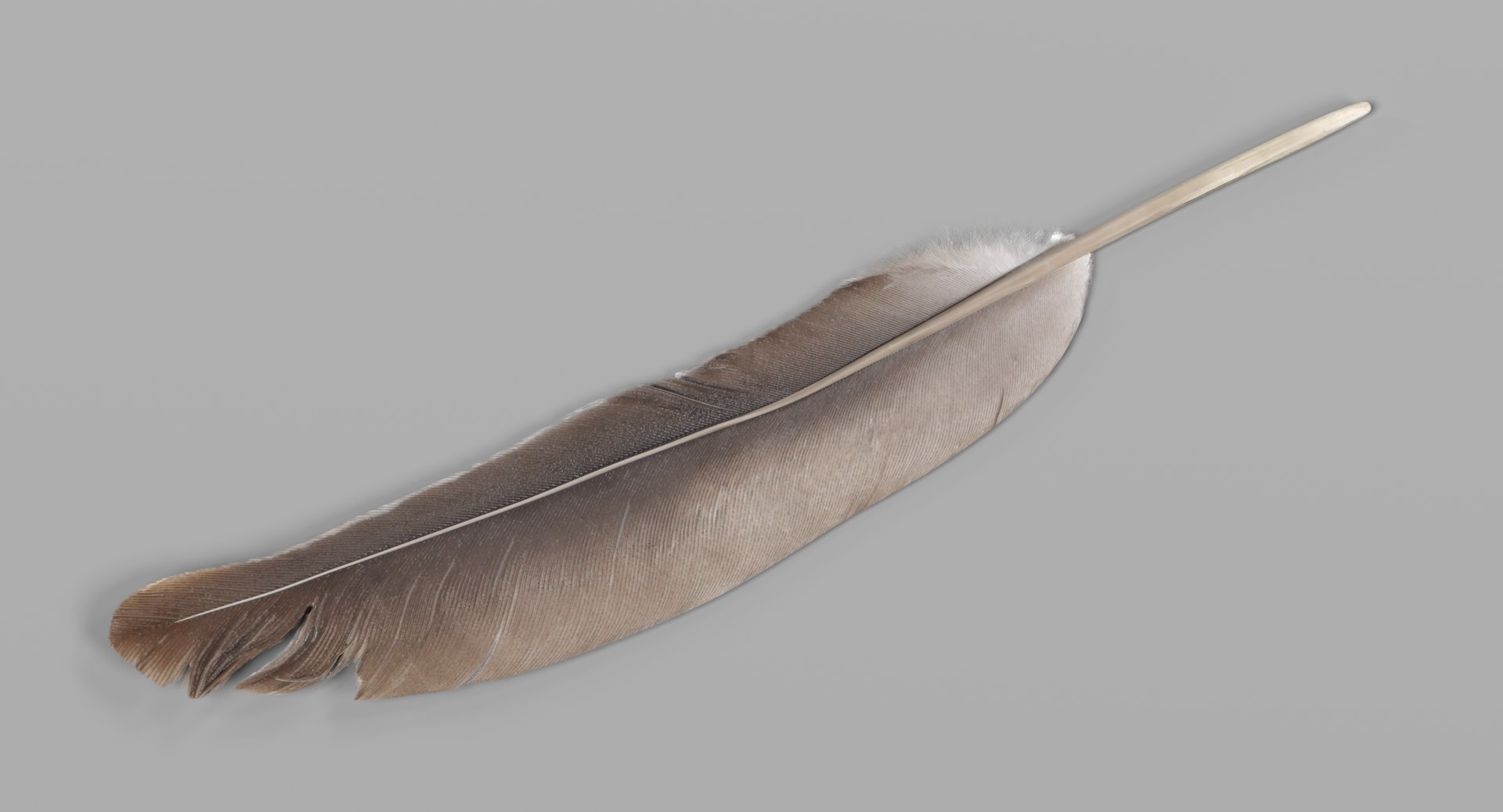 feather 3D https://p.turbosquid.com/ts-thumb/p0/OlnoJO/ND4WVR21/feathere/png/1499180139/1920x1080/fit_q87/f1cdd99abc3c75b9850d47be3efd23277ec26933/feathere.jpg