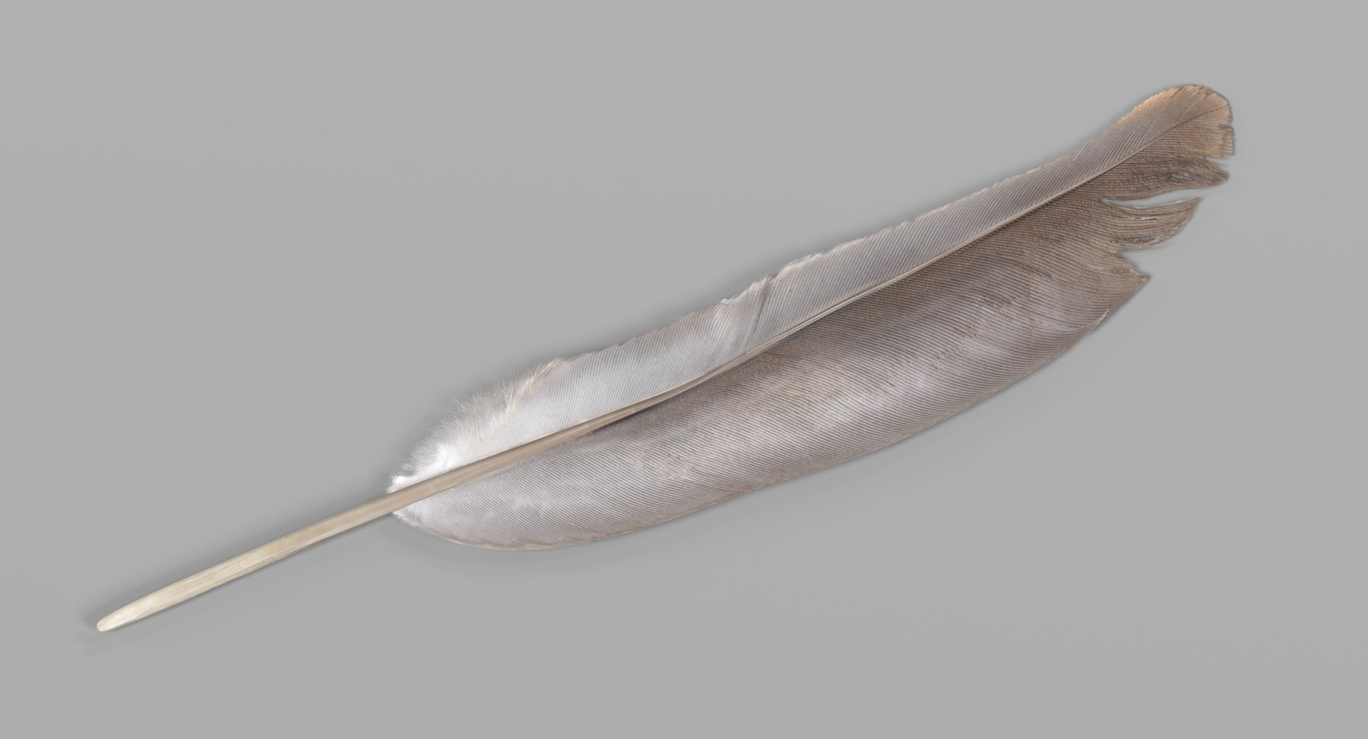 feather 3D https://p.turbosquid.com/ts-thumb/p0/OlnoJO/nizU3xHX/featherg/png/1499180140/1920x1080/fit_q87/3cf8dabc5a304be0a08f5f4f1dfcb263bdc0cee1/featherg.jpg