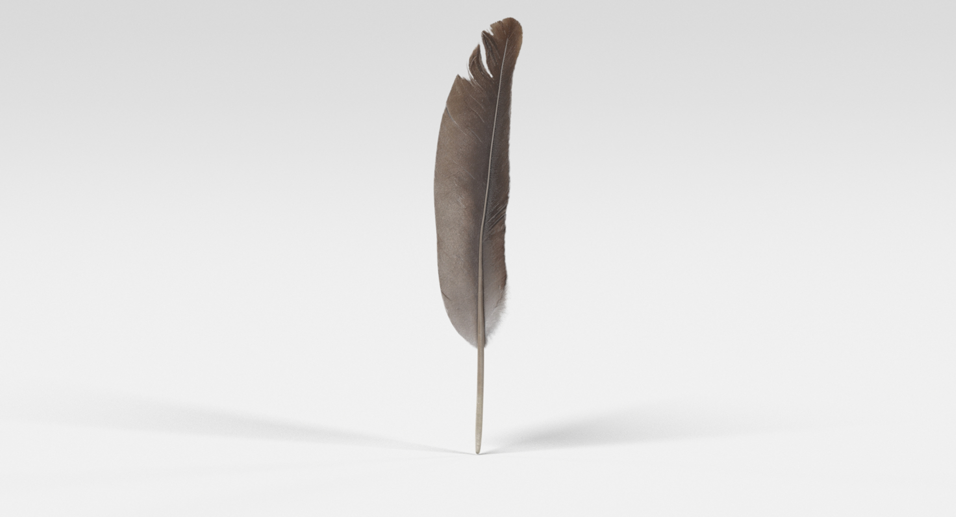 feather 3D https://p.turbosquid.com/ts-thumb/p0/OlnoJO/s0bstSR2/0001/png/1499181021/1920x1080/turn_fit_q99/d3d3535a4a0dc36d651a2251fcfbd7dc7dc49152/0001-1.jpg