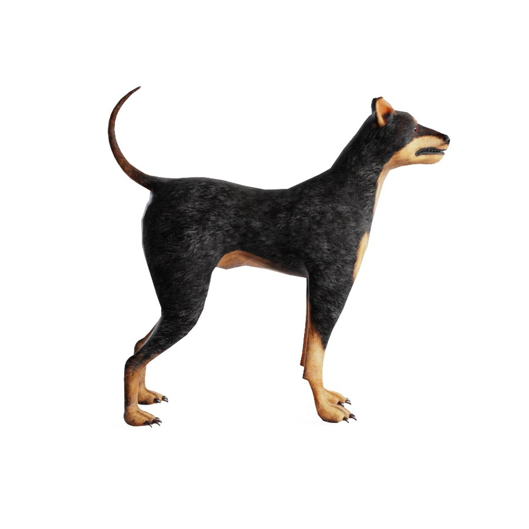 3D Pincher Dog - TurboSquid 1714212
