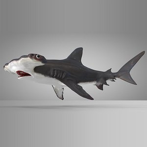3D model hammerhead shark rigged l586