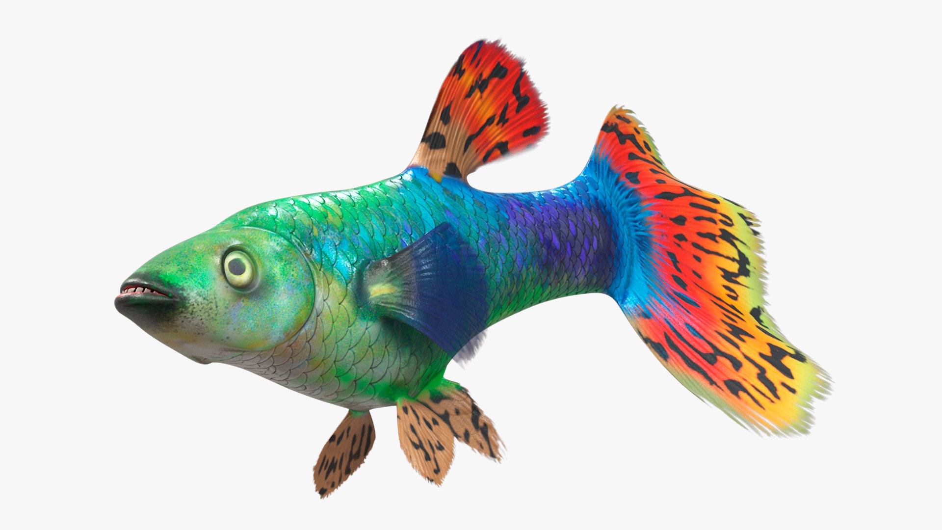 Guppy Fish Red Dragon Rigged 3D model preview