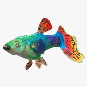 Guppy Fish Red Dragon Rigged