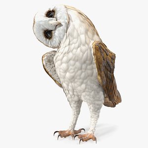 barn owl 3D model