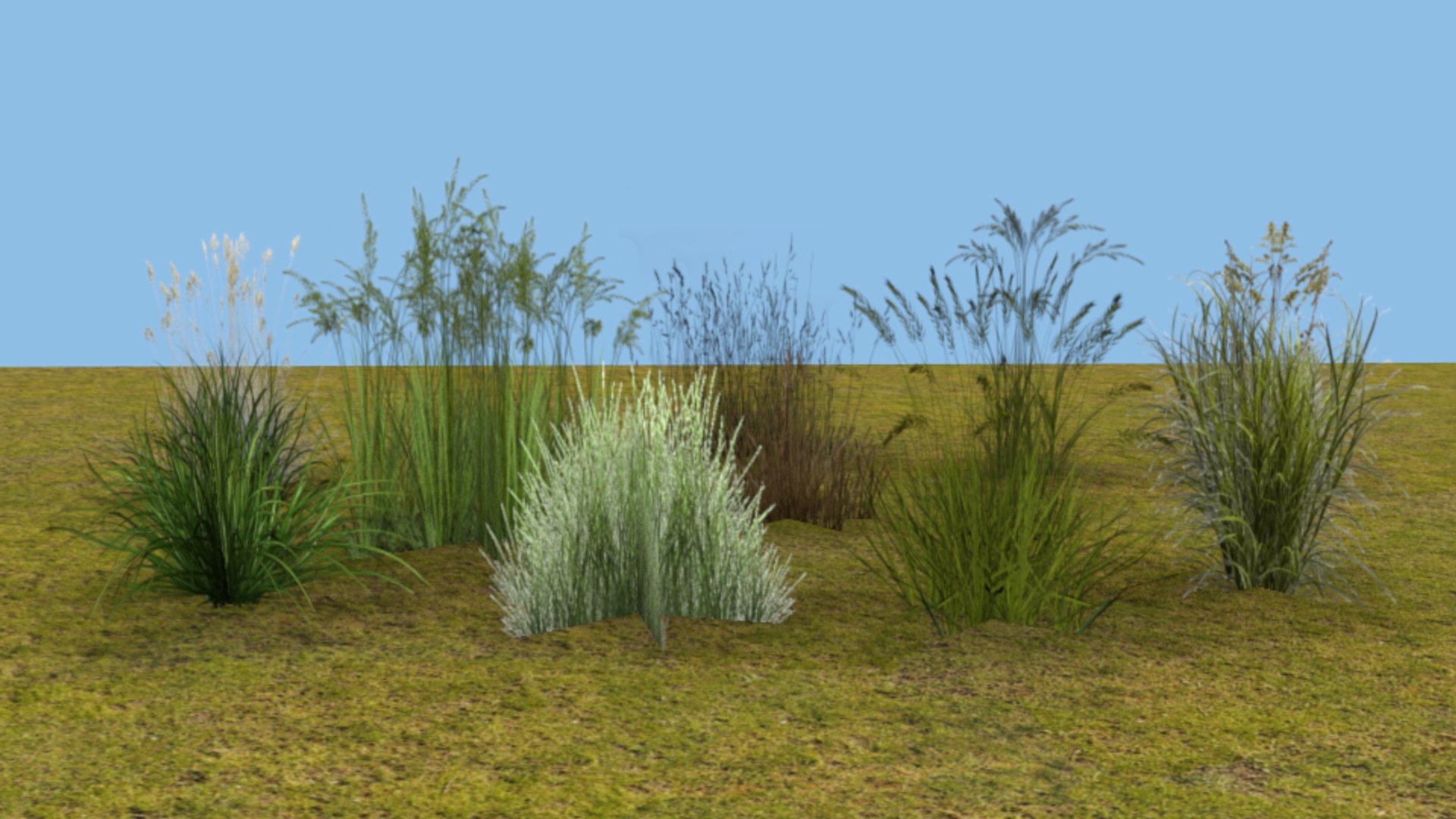 grass plant model https://p.turbosquid.com/ts-thumb/p0/iySLEH/lo5lRv0W/render10/png/1546627196/1920x1080/fit_q87/e870065891fe970b571ab7e395155901b3cc2d40/render10.jpg