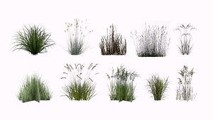 grass plant model