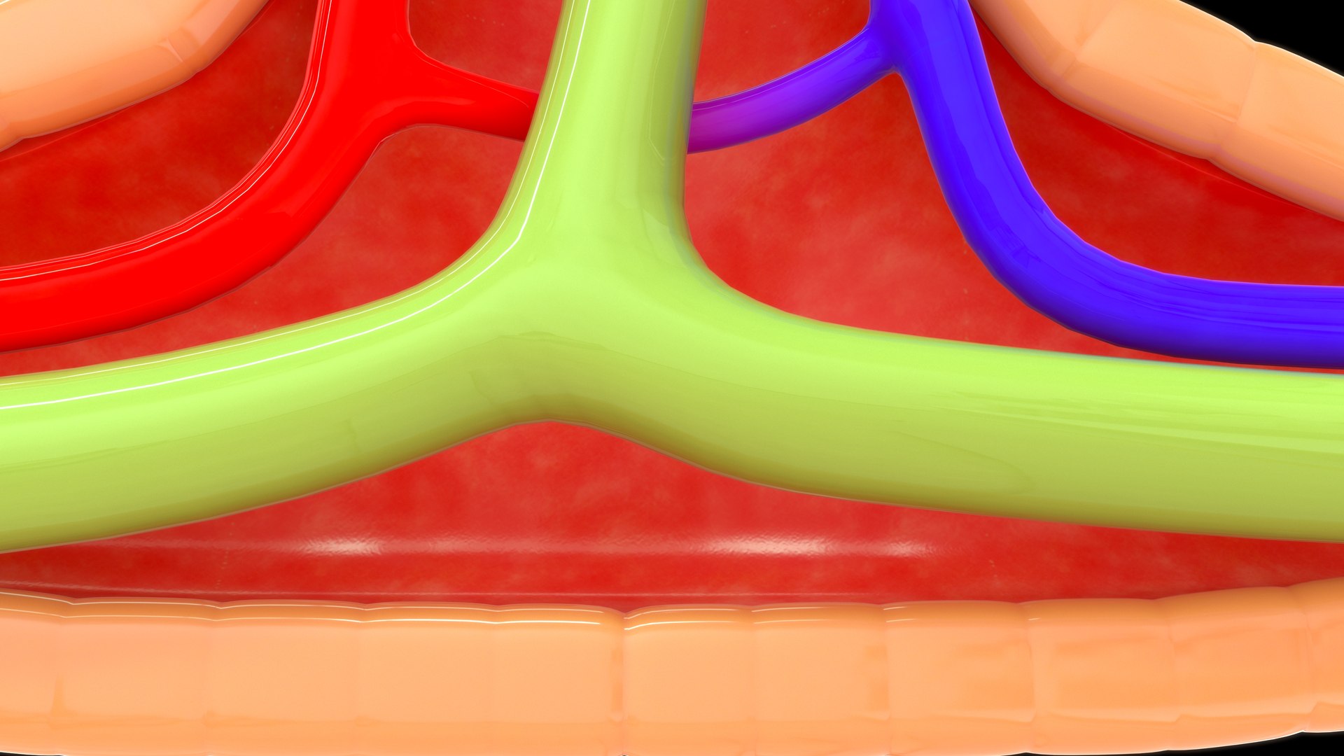 Villi Cross Section Model - TurboSquid 2189284
