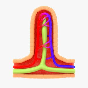 villi cross section model