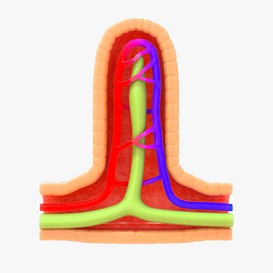 villi cross section