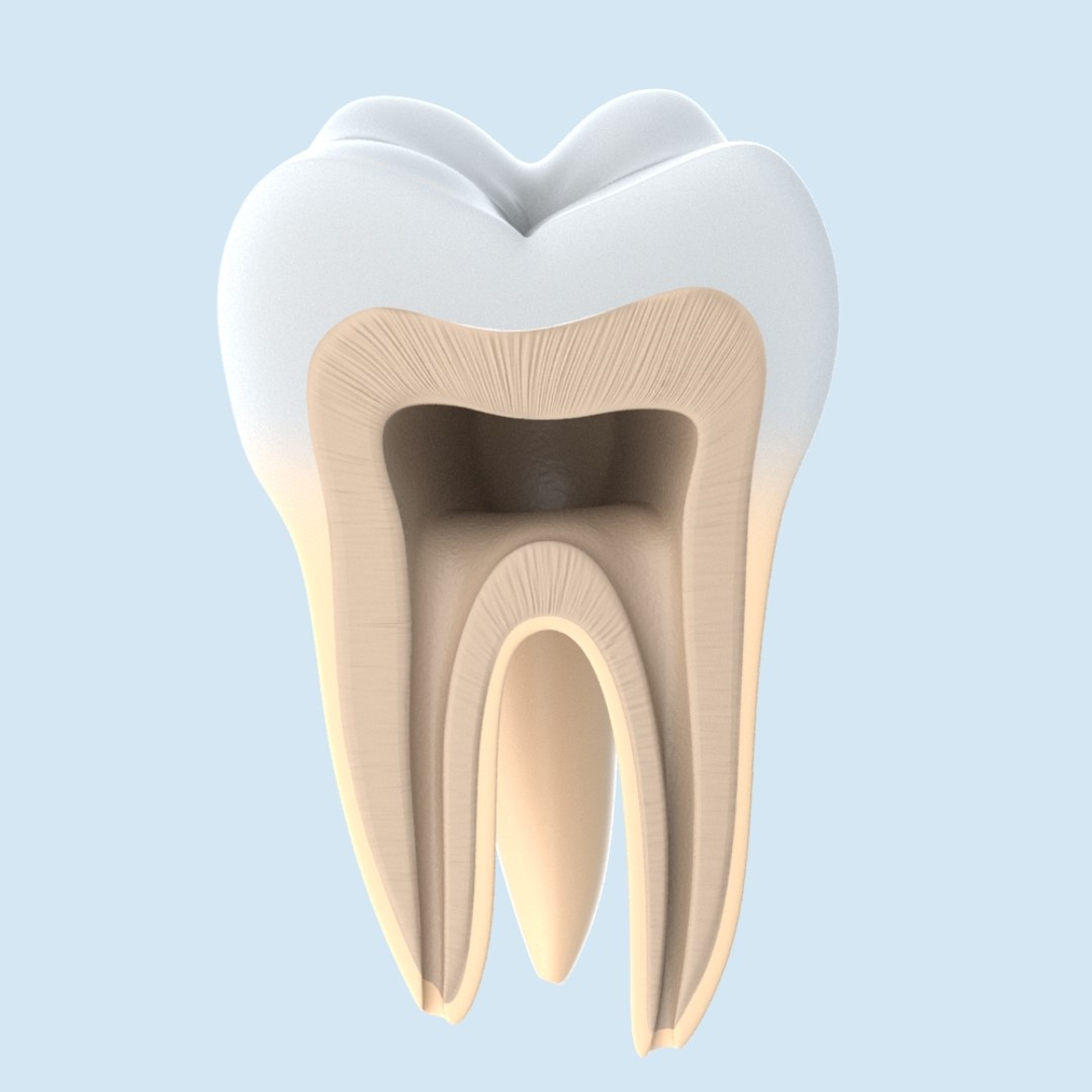 Tooth Anathomy Cross Lw