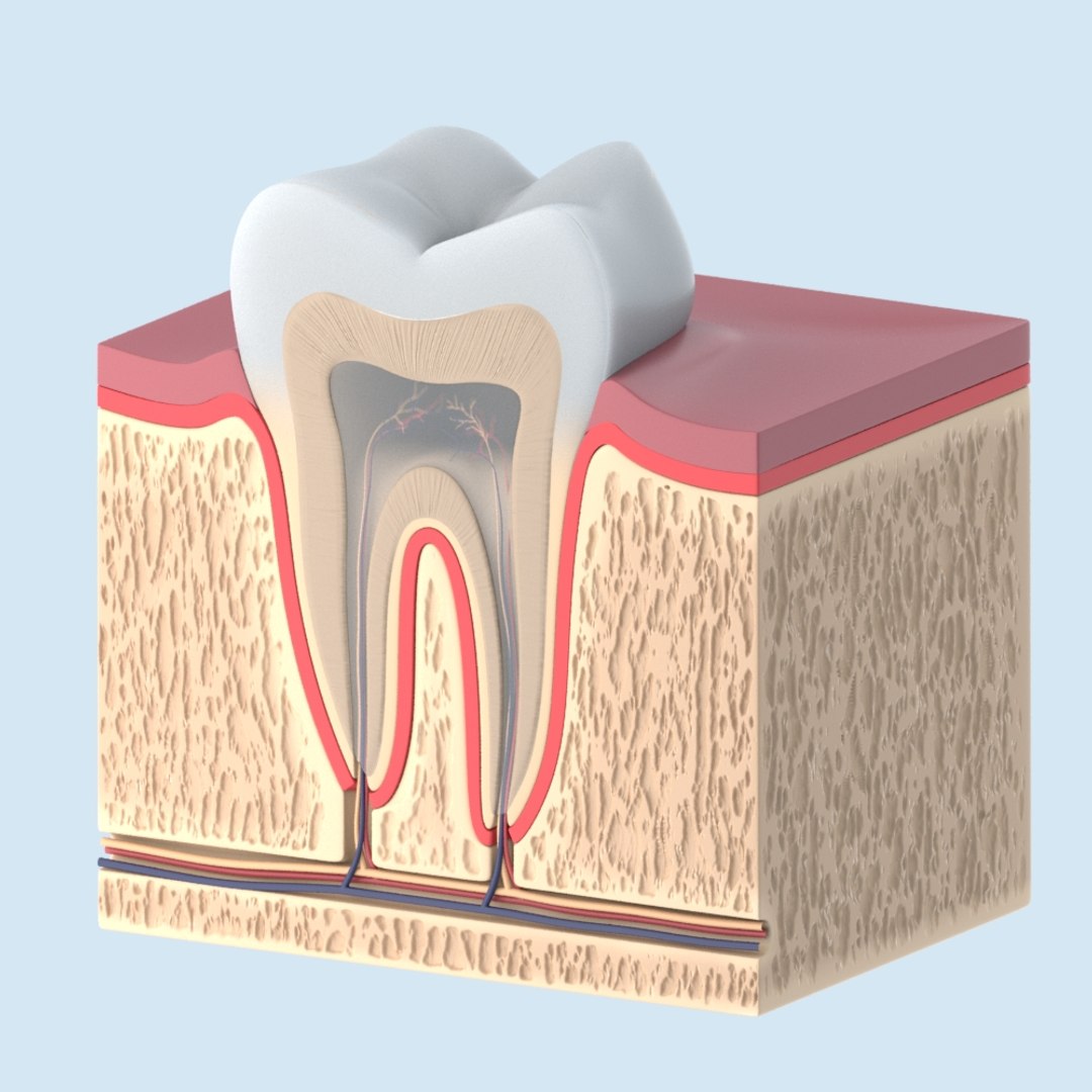 Tooth Anathomy Cross Lw