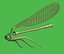 damselfly wings animal model