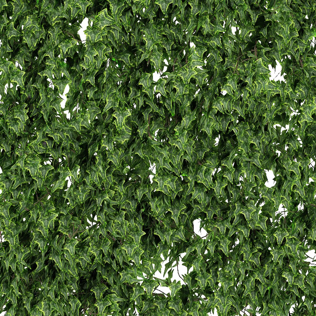 Wall Vine Leaves 3d Max