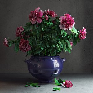 Potted Peonies