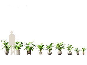 3D Calathea zebrina - Zebra Plant model