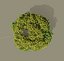Tree and wind animation