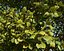 Tree and wind animation