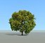 Tree and wind animation