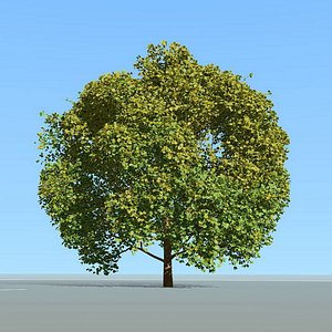 tree wind animation 3D model
