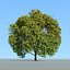 Tree and wind animation