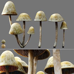 Mushroom set