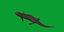 3D model Salamander