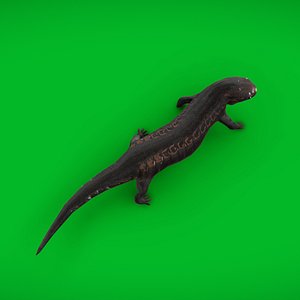 Salamander